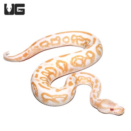 Baby Male Albino Black Pastel Ball Python (Python regius) For Sale - Underground Reptiles