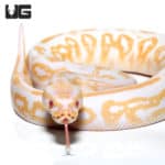 Baby Male Albino Black Pastel Ball Python (Python regius) For Sale - Underground Reptiles