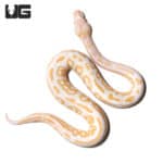 Baby Male Albino Black Pastel Ball Python (Python regius) For Sale - Underground Reptiles