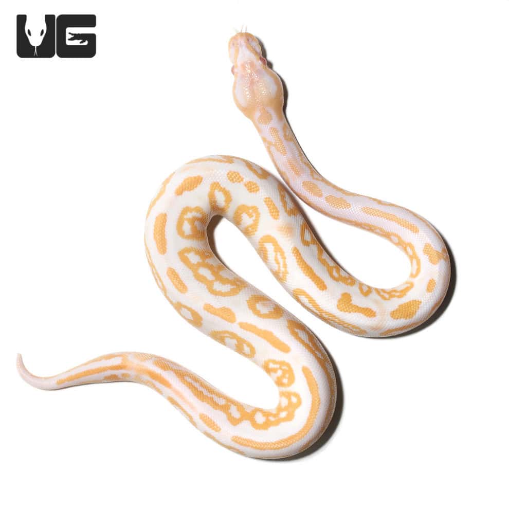 2018 Lavender Albino Spider Ball Python For Sale - Underground Reptiles