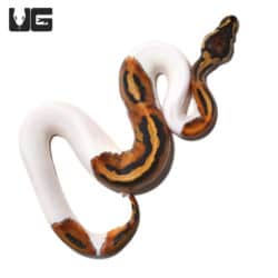 Baby Pied Ball Pythons (Python regius) For Sale - Underground Reptiles