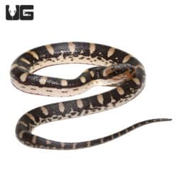 Baby Puff Faced Water Snake (Homalopsis buccata) For Sale - Underground Reptiles