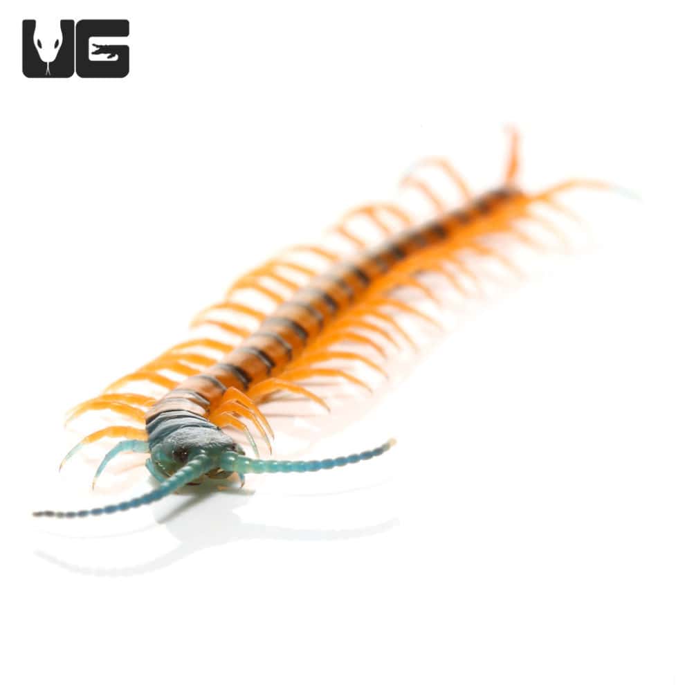 Peruvian Giant Centipede For Sale - Underground Reptiles