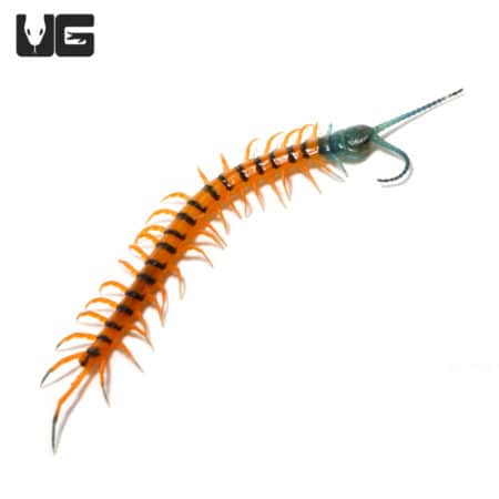 Thai Giant Cherry Centipede (Scolopendra dehaani) For Sale - Underground Reptiles