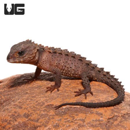 White Eyed Crocodile Skinks (Triblonotus novaeguineae) For Sale - Underground Reptiles
