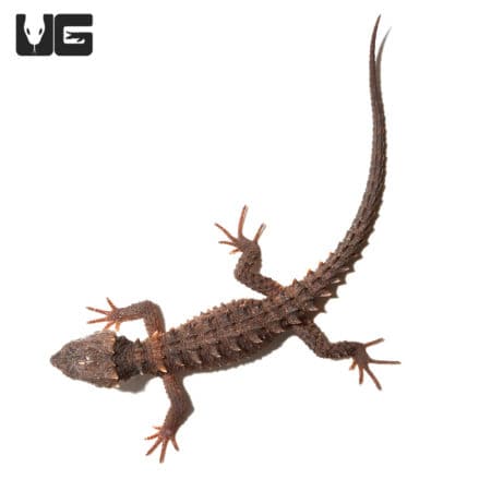 White Eyed Crocodile Skinks (Triblonotus novaeguineae) For Sale - Underground Reptiles