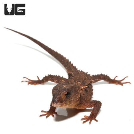 White Eyed Crocodile Skinks (Triblonotus novaeguineae) For Sale - Underground Reptiles