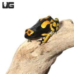 Bandit Bumblebee Dart Frogs (Dendrobates leucomelas) For Sale - Underground Reptiles