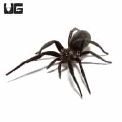 Black Hole Spider (Kukulcania arizonica) For sale - Underground Reptiles