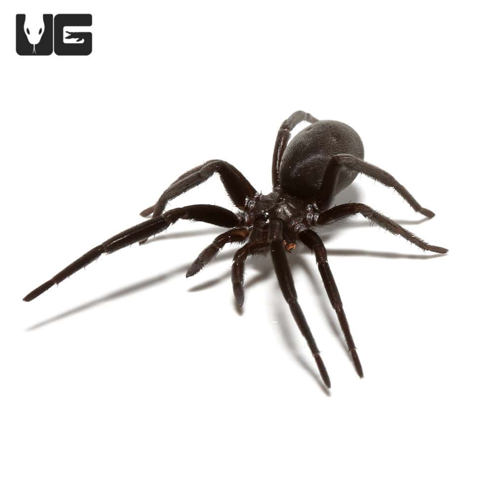 Baby Southern Crevice Spider for sale Underground Reptiles