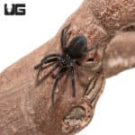 Black Hole Spider (Kukulcania arizonica) For sale - Underground Reptiles