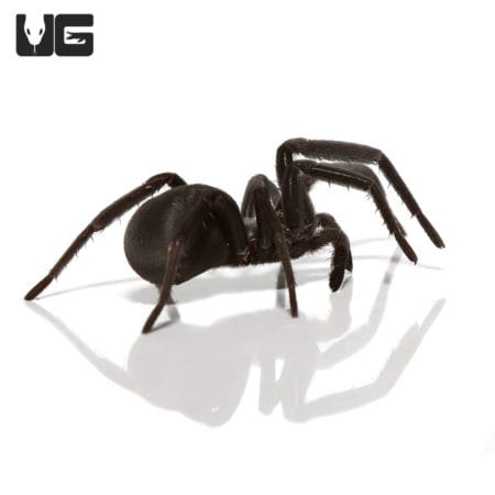 Black Hole Spider (Kukulcania arizonica) For sale - Underground Reptiles