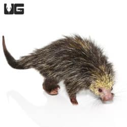 Black Tailed Hairy Dwarf Porcupines (Coendou melanurus) For Sale - Underground Reptiles