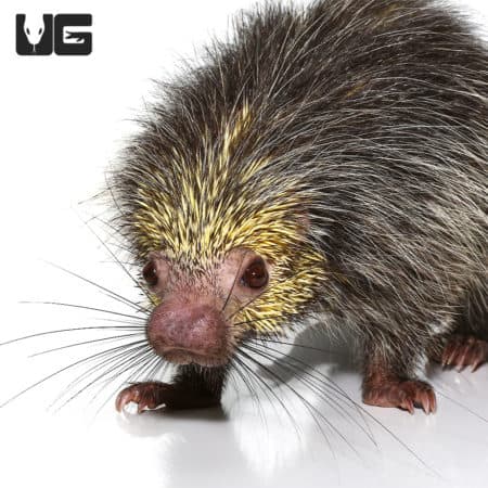 Black Tailed Hairy Dwarf Porcupines (Coendou melanurus) For Sale - Underground Reptiles