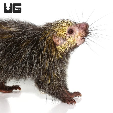 Black Tailed Hairy Dwarf Porcupines (Coendou melanurus) For Sale - Underground Reptiles