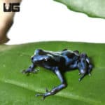 Blue And Black Auratus Dart Frogs (Dendrobates auratus)For Sale - Underground Reptiles