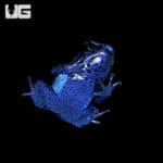 Blue Azureus Tinctorius Dart Frogs (Dendrobates tinctorious) For Sale - Underground Reptiles