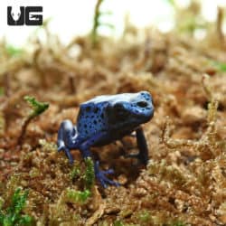 Blue Azureus Tinctorius Dart Frogs (Dendrobates tinctorious) For Sale - Underground Reptiles
