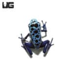 Blue Sipaliwini Tinctorius Dart Frogs(Dendrobates tinctoriou) For Sale - Underground Reptiles