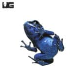 Blue Sipaliwini Tinctorius Dart Frogs(Dendrobates tinctoriou) For Sale - Underground Reptiles