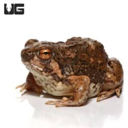 Madagascar Brown Rain Frog (Scaphiophryne brevis) For Sale - Underground Reptiles