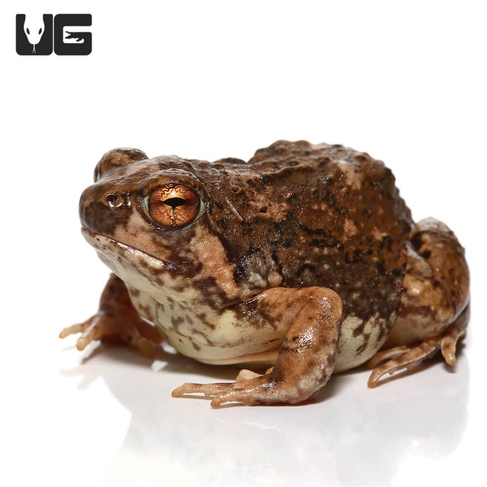 Madagascar Brown Rain Frog (Scaphiophryne brevis) For Sale Underground Reptiles