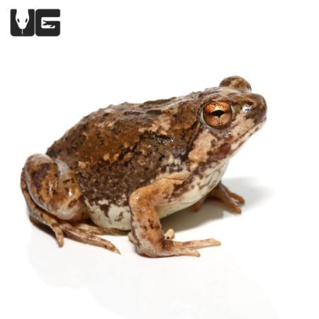 Madagascar Brown Rain Frog (Scaphiophryne brevis) For Sale - Underground Reptiles
