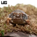 Madagascar Brown Rain Frog (Scaphiophryne brevis) For Sale - Underground Reptiles