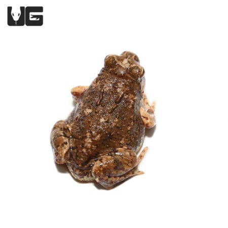 Madagascar Brown Rain Frog (Scaphiophryne brevis) For Sale - Underground Reptiles