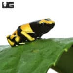 Bumblebee Dart Frogs (Dendrobates tinctorious) For Sale - Underground Reptiles