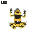 Bumblebee Dart Frogs (Dendrobates tinctorious) For Sale - Underground Reptiles