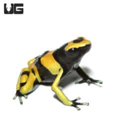 Bumblebee Dart Frogs (Dendrobates tinctorious) For Sale - Underground Reptiles