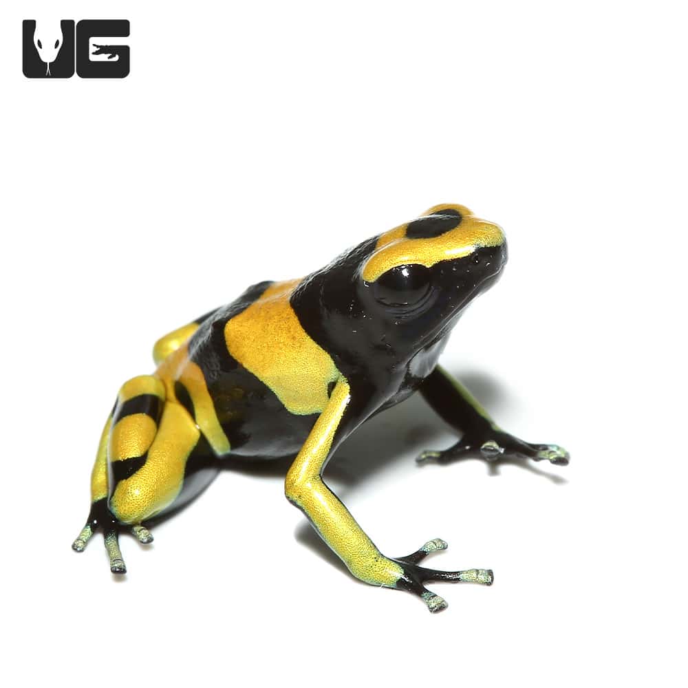 Bumblebee Dart Frogs Dendrobates Leucomelas For Sale Underground Reptiles