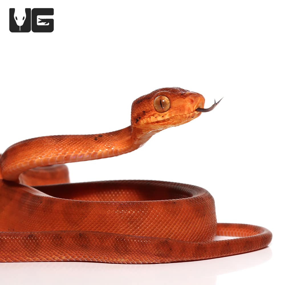 C.B. Baby Colored Red Amazon Tree Boa (Corallus hortulanus) For Sale