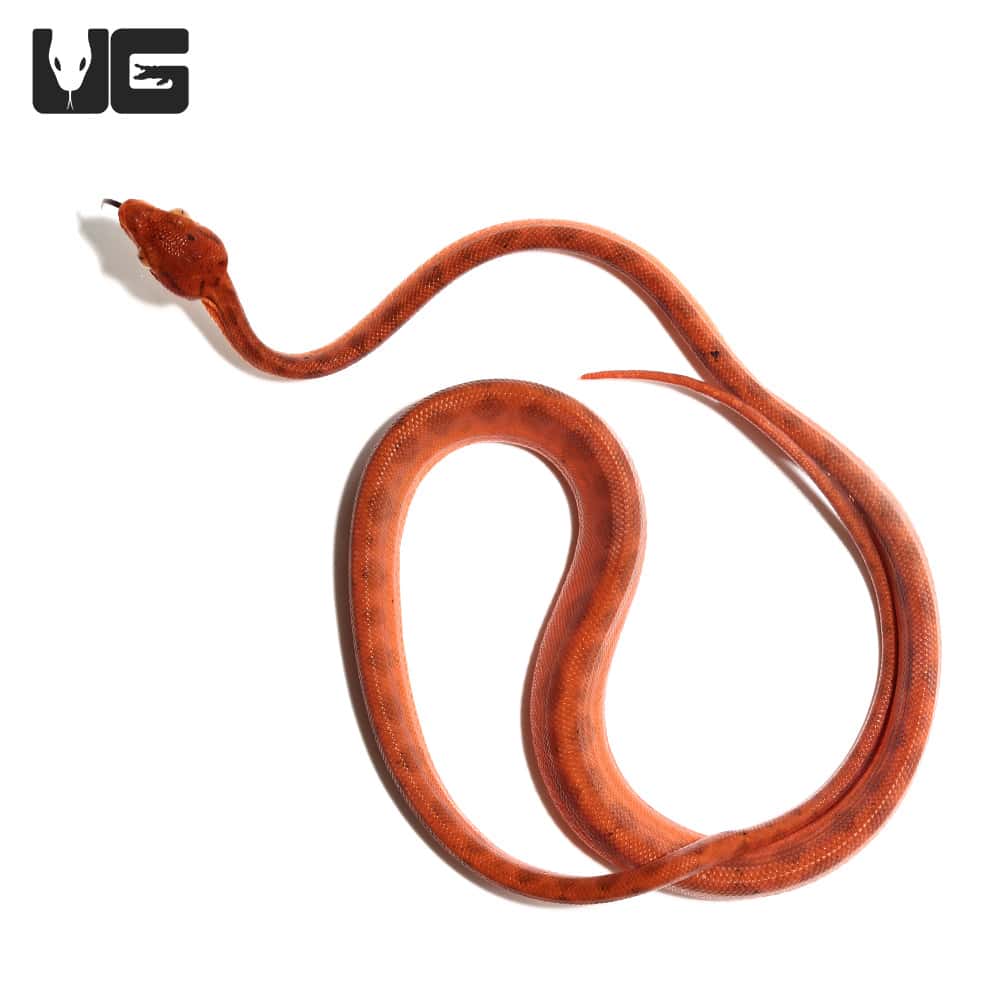 C.B. Baby Colored Red Amazon Tree Boa (Corallus hortulanus) For Sale