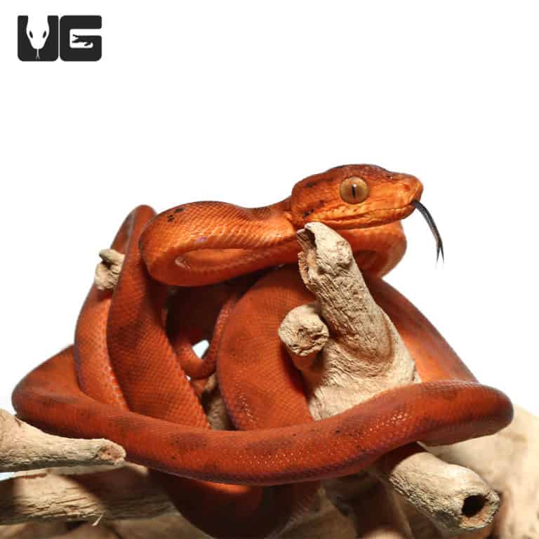 C.B. Baby Colored Red Amazon Tree Boa (Corallus hortulanus) For Sale