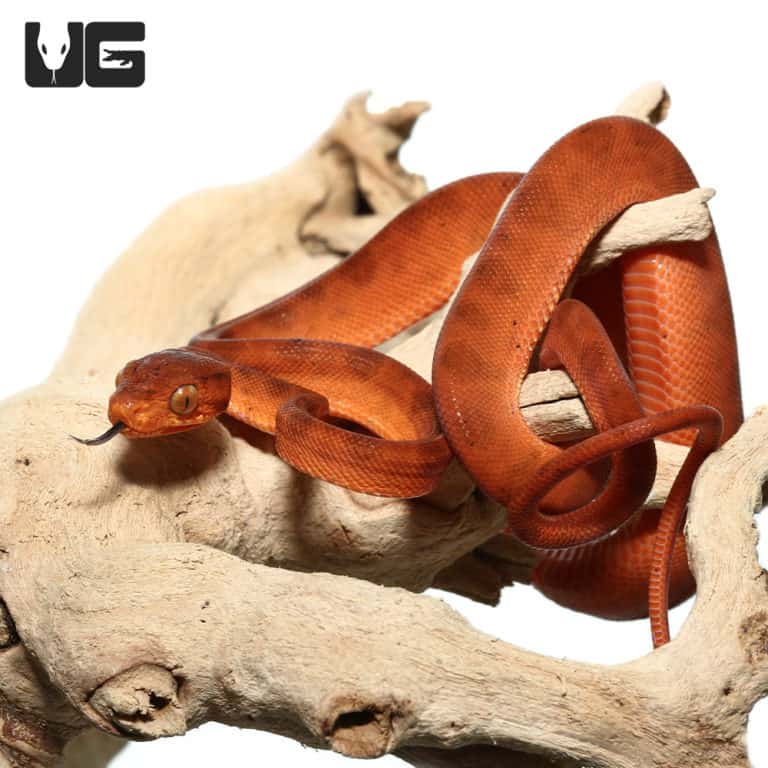 C.B. Baby Colored Red Amazon Tree Boa (Corallus hortulanus) For Sale