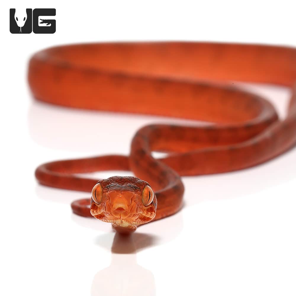 C.B. Baby Colored Red Amazon Tree Boa (Corallus hortulanus) For Sale