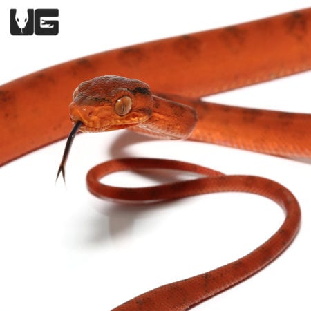 C.B. Baby Colored Red Amazon Tree Boa (Corallus hortulanus) For Sale - Underground Reptiles