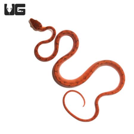 C.B. Baby Colored Red Amazon Tree Boa (Corallus hortulanus) For Sale - Underground Reptiles