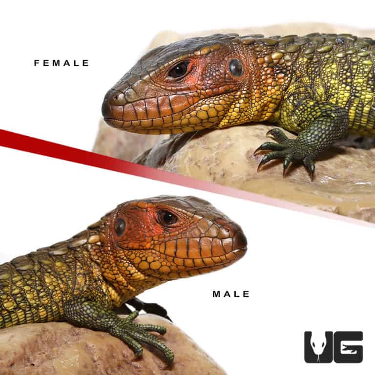 Baby Caiman Lizards For Sale Underground Reptiles
