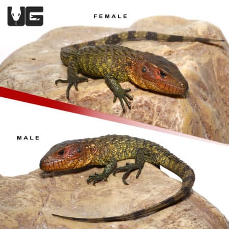 Baby Caiman Lizards (Dracaena guianensis) For Sale - Underground Reptiles