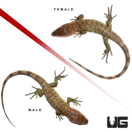 Baby Caiman Lizards (Dracaena guianensis) For Sale - Underground Reptiles