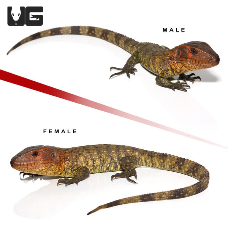 Baby Caiman Lizards For Sale Underground Reptiles
