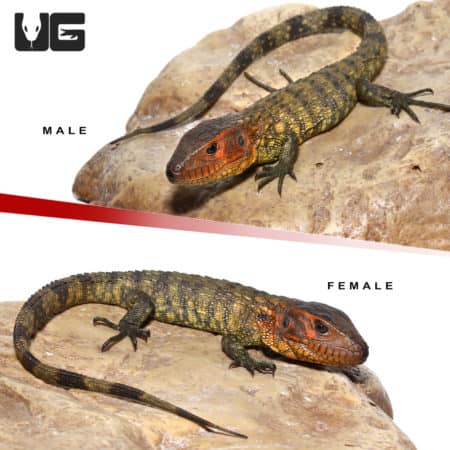 Baby Caiman Lizards (Dracaena guianensis) For Sale - Underground Reptiles