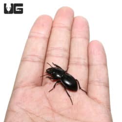 Warrior Beetle (Pasimachus californicus) For Sale - Underground Reptiles