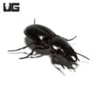 Warrior Beetle (Pasimachus californicus) For Sale - Underground Reptiles