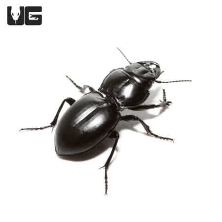 Warrior Beetle (Pasimachus californicus) For Sale - Underground Reptiles