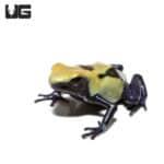 Citronella Tinctorius Dart Frogs (Dendrobates tinctorious) For Sale - Underground Reptiles