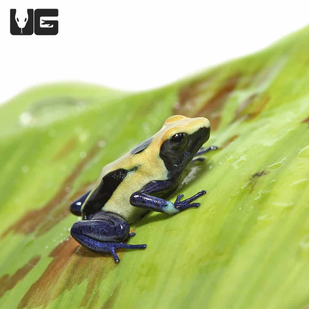 Citronella Tinctorius Dart Frogs (Dendrobates tinctorious) For Sale